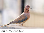 Розовый голубь, Spilopelia senegalensis, птица смеющаяся горлица крупным планом. вид сбоку. Стоковое фото, фотограф Екатерина Якименко / Фотобанк Лори