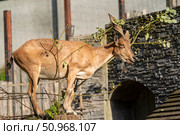 Винторогий козел мархур. Стоковое фото, фотограф Aleksandr Kovenant / Фотобанк Лори