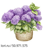 Watercolor illustration of Bouquet of Hydrangea flowers. Lush purple flowers in a basket. For flower shops, printing on postcards, greeting cards, business cards, etc. Стоковая иллюстрация, иллюстратор Larisa Hamukova / Фотобанк Лори
