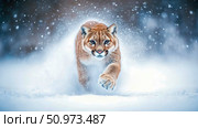 A majestic cougar, also known as a mountain lion or puma, powerfully charging through a pristine, snow-covered winter landscape, kicking up a flurry of sparkling white snowflakes. Стоковое AI-изображение, AI-художник Данила Большаков / Фотобанк Лори