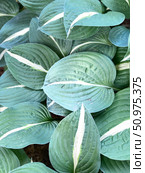 Green hosta leaves with white stripes in garden create a lush natural background. Стоковое фото, фотограф Анастасия Золотницкая / Фотобанк Лори