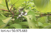 Poisonous plant with white berries and green leaves. Стоковое видео, видеограф Лариса Потехина / Фотобанк Лори