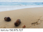 Secluded Tropical Beach With Sand, Ocean, and Drifted Two Coconuts (2023 год). Стоковое фото, фотограф EugeneSergeev / Фотобанк Лори