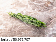 Fresh green estragon aroma stem. Стоковое фото, фотограф Андрей Старостин / Фотобанк Лори