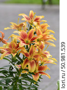 Lilium OA-hybrid Kavery in the flower garden. Стоковое фото, фотограф Володина Ольга / Фотобанк Лори