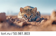 An Ocelot Kitten Peeking from the Ground in a Sunny Habitat. Стоковое AI-изображение, AI-художник Данила Большаков / Фотобанк Лори