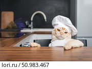Burmese cat chef awaits a treat in the kitchen. Стоковое фото, фотограф Светлана Султанаева / Фотобанк Лори