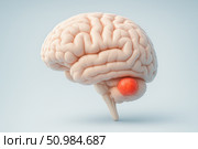 Clean medical rendering of a human brain with a highlighted posterior fossa tumor, ideal for neuroscience education or clinical infographics. Стоковое AI-изображение, AI-художник Башкирова Анна / Фотобанк Лори