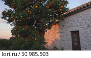 Ripe oranges hanging on tree beside whitewashed stone farmhouse, golden sunlight illuminating rustic Sicilian landscape during late afternoon. Стоковое AI-видео, аниматор Данил Руденко / Фотобанк Лори