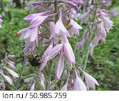 Цветы хосты сиреневого цвета крупным планом, летним днём. Close-up of lilac hosta flowers on a summer day. Стоковое фото, фотограф Наталья Пеньшина / Фотобанк Лори