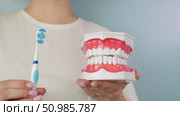 Demonstrating proper brushing technique with dental model and toothbrush guidance. Стоковое видео, видеограф Zakharova Natasha / Фотобанк Лори