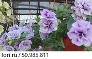 Петуньи разного цвета, жёлтого, фиолетового, белого цвета в кашпо. Petunias of different colors, yellow, purple, white in flowerpots. Стоковое видео, видеограф Наталья Пеньшина / Фотобанк Лори