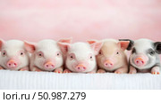 A delightful and heartwarming portrait of five adorable baby piglets, featuring their sweet faces and mix of pink and spotted coats, arranged against soft, dreamy pink background. Стоковое AI-изображение, AI-художник Данила Большаков / Фотобанк Лори