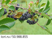 Спелая черноплодная рябина на ветке в саду (Aronia melanocarpa) Стоковое фото, фотограф Сергей Овчинников / Фотобанк Лори