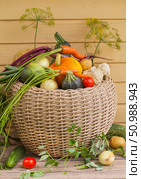 Harvest of organic vitamin vegetables. Rustic still life with freshly picked zucchini, cauliflower, pumpkin, cucumbers, tomatoes, potatoes, onions, carrots, beets, peas in large wicker basket. Growing vegetables in garden as hobby. Стоковое фото, фотограф Виктория Катьянова / Фотобанк Лори