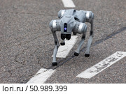 Россия. Санкт-Петербург. Робот-собака на асфальтированной дороге. Russia. Saint Petersburg. Robot dog on an asphalt road. Редакционное фото, фотограф Алексей Смышляев / Фотобанк Лори