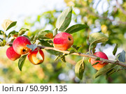 Red and yellow apples ripen on the branch, displaying beauty and a bountiful harvest. Стоковое фото, фотограф Коханова Наталья / Фотобанк Лори
