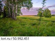 Березовая роща на фоне летнего поля на закате. Стоковое фото, фотограф Сергей Иванов / Фотобанк Лори