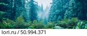 Enchanted Forest: Ferns and Misty Treescape. Стоковое AI-изображение, AI-художник Данила Большаков / Фотобанк Лори