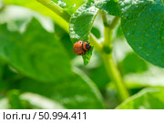 Agricultural pest maggot of the Colorado potato beetle feeds on potato leaves on a bright summer day close-up, copy space. Стоковое фото, фотограф Мария Зубарева / Фотобанк Лори