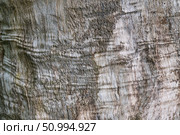 Close-up of textured bark with natural patterns in wood surface. Стоковое фото, фотограф Zakharova Natasha / Фотобанк Лори