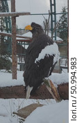 Steller's Sea Eagle Perched on Tree in Winter. Стоковое видео, видеограф Ольга Хорошунова / Фотобанк Лори