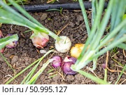 Onions of different colors with green feathers grow from the ground with drip irrigation, harvest of greens and vegetables. Стоковое фото, фотограф Коханова Наталья / Фотобанк Лори