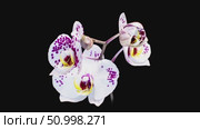 White phalaenopsis orchid flowers bloomed against a black background. Time lapse, close-up. Wedding background, Valentine's Day concept. Time Lapse.4k. Стоковое видео, видеограф Marina Gabdullina / Фотобанк Лори
