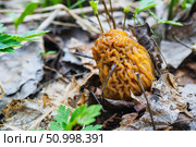 Morchella mushroom, true morels growing in forest in spring day. Стоковое фото, фотограф Зарифа Арсланова / Фотобанк Лори