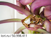 White flower of the boat lily or Moses-in-the-cradle in bloom. Tradescantia spathacea inflorescence. Стоковое фото, фотограф Зарифа Арсланова / Фотобанк Лори