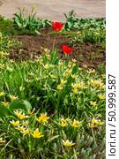 Flower bed in the park with lots of yellow and white flowers tulips tarda in spring. Стоковое фото, фотограф Екатерина Красникова / Фотобанк Лори