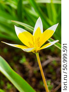 Yellow and White Tulip Tarda blossoming in garden on natural background. Стоковое фото, фотограф Екатерина Красникова / Фотобанк Лори