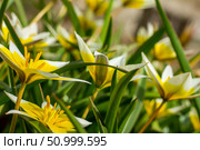 Flower bed in the park with lots of yellow and white flowers tulips tarda in spring. Стоковое фото, фотограф Екатерина Красникова / Фотобанк Лори