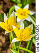 Yellow and White Tulip Tarda blossoming in garden on natural background. Стоковое фото, фотограф Екатерина Красникова / Фотобанк Лори