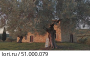 Golden hour sunlight bathing rustic Tuscan farmhouse surrounded by olive grove, highlighting pastoral charm and tranquil rural landscape. Стоковое AI-видео, аниматор Данил Руденко / Фотобанк Лори