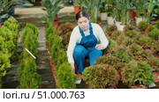 Experienced female gardener caring for a plant Thuja occidentalis in pots in glasshouse. Стоковое видео, видеограф Яков Филимонов / Фотобанк Лори