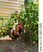 Петух (rooster) породы вельзумер возле деревянной стены. Стоковое фото, фотограф Лунева Лариса / Фотобанк Лори