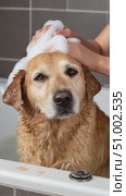 Golden retriever dog taking a bath with soap. Стоковое AI-видео, аниматор Юрий Поздников / Фотобанк Лори