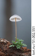 Delicate white mushroom growing on mossy ground. Стоковое AI-видео, аниматор Юрий Поздников / Фотобанк Лори