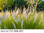 The picture shows fluffy ears of feathery cereals, illuminated by the warm setting sun. Soft bokeh in the background emphasizes the delicate structure of the plants. The stage is filled with an atmosphere of calm and comfort. This photo perfectly captures the mood of the golden hour warm, soft, inspiring. Стоковое фото, фотограф Анастасия Мерчик / Фотобанк Лори