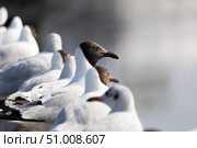 Группа чаек отдыхает. Стоковое фото, фотограф Дмитрий Ермолаев / Фотобанк Лори
