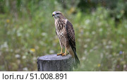 Канюк (Buteo buteo) сидящий на пне. Природа Сибири и Алтая. Птицы Алтая. Алтайский край, Россия. Стоковое фото, фотограф Максим Бжитских / Фотобанк Лори