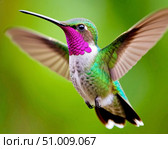 Hummingbird hovering in the air. Hummingbirds (Latin: Trochilidae) are a family of small birds from the order of hummingbirds. More than 350 species are known, living in America from Alaska and Labrador to Tierra del Fuego. Стоковое AI-изображение, AI-художник Сергей Елизарьев / Фотобанк Лори