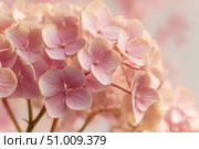 Hydrangea blooming. Peach heads of hydrangea flower petals. Beautiful Garden. Landscaping trend. Shrubbery blooms. Closeup hydrangea flowers. Space for text. Abstract minimal design. Soft shadow. Card. Стоковое AI-изображение, AI-художник Марина Демидюк / Фотобанк Лори