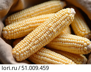 A photo created by a neural network. Artificial intelligence. Corn cobs in close-up. Fresh corn in the basket. Meal. Plant. Стоковое AI-изображение, AI-художник Анастасия  Гудантова / Фотобанк Лори
