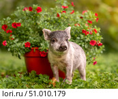 Small gray piglet minipig in the garden next to flowers. Стоковое фото, фотограф Дина Дамоцева / Фотобанк Лори