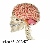 Human skull mid sagittal cross-section with brain. Стоковое фото, фотограф Leonello Calvetti/Stocktrek Images / ТАСС / Фотобанк Лори