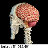 Human skull mid sagittal cross-section with brain. Стоковое фото, фотограф Leonello Calvetti/Stocktrek Images / ТАСС / Фотобанк Лори
