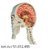 Human skull mid sagittal cross-section with brain. Стоковое фото, фотограф Leonello Calvetti/Stocktrek Images / ТАСС / Фотобанк Лори