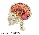 Human skull mid sagittal cross-section with brain. Стоковое фото, фотограф Leonello Calvetti/Stocktrek Images / ТАСС / Фотобанк Лори